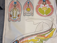 Lot 73 - vintage schoolplaat vissen - afbeelding 2 van  5