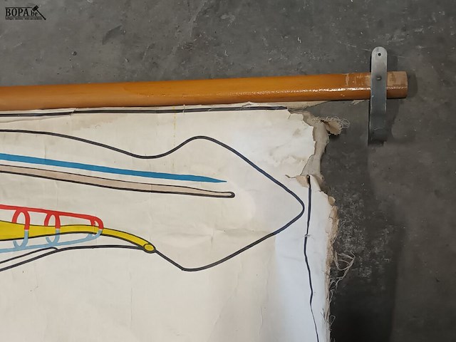 Lot 73 - vintage schoolplaat vissen - afbeelding 5 van  5