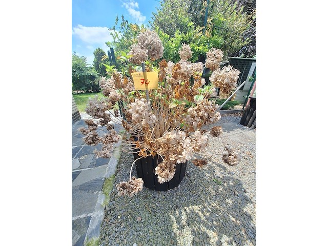 Lot 74 - bloembak met plant. 2 stuks - afbeelding 1 van  4