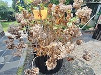 Lot 74 - bloembak met plant. 2 stuks - afbeelding 1 van  4