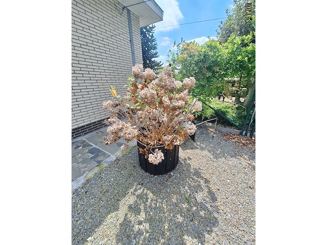 Lot 74 - bloembak met plant. 2 stuks - afbeelding 2 van  4