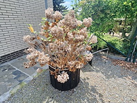Lot 74 - bloembak met plant. 2 stuks - afbeelding 2 van  4
