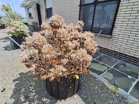 Lot 74 - bloembak met plant. 2 stuks - afbeelding 3 van  4