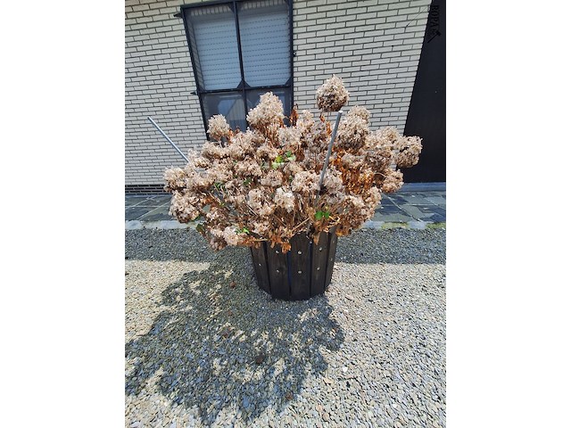 Lot 74 - bloembak met plant. 2 stuks - afbeelding 4 van  4