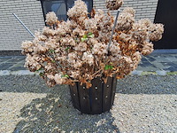 Lot 74 - bloembak met plant. 2 stuks - afbeelding 4 van  4