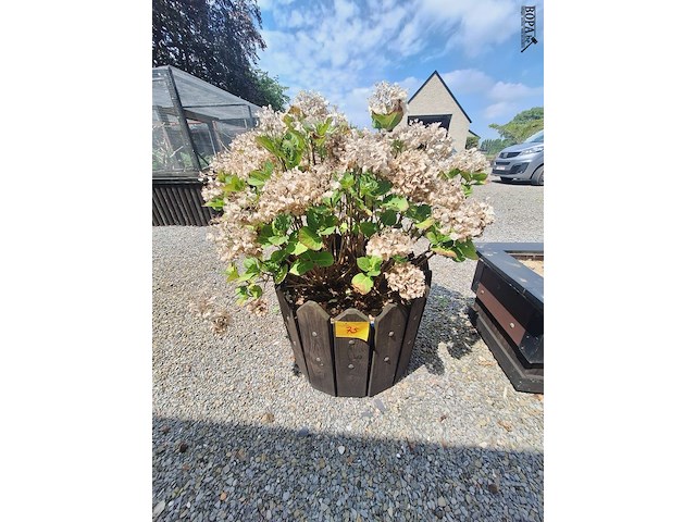 Lot 75 - bloembak met plant. 2 stuks - afbeelding 1 van  2