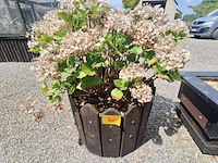 Lot 75 - bloembak met plant. 2 stuks - afbeelding 1 van  2