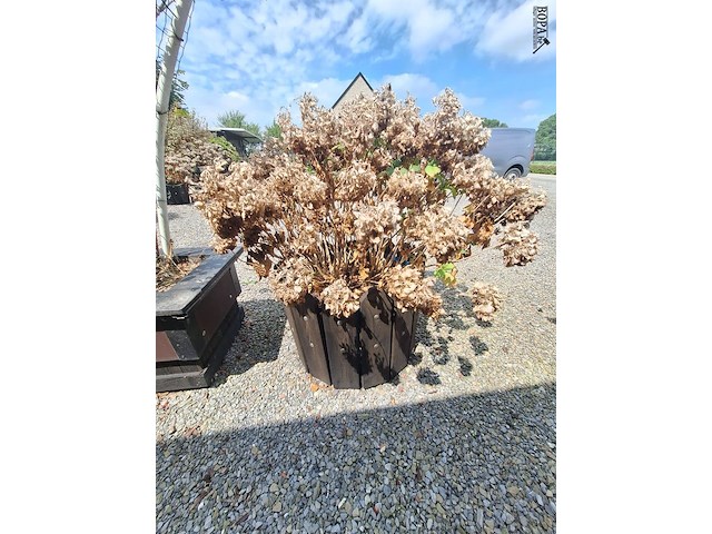 Lot 75 - bloembak met plant. 2 stuks - afbeelding 2 van  2