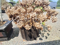 Lot 75 - bloembak met plant. 2 stuks - afbeelding 2 van  2