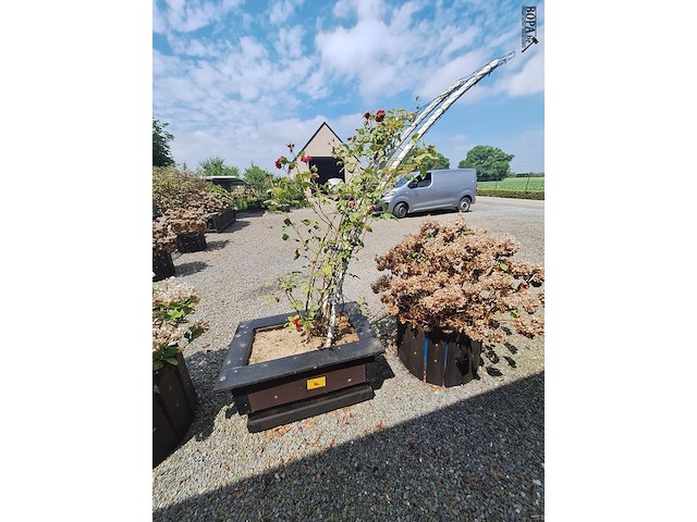 Lot 76 - bloembak met plant. 2 stuks - afbeelding 1 van  4