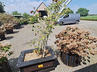Lot 76 - bloembak met plant. 2 stuks - afbeelding 1 van  4