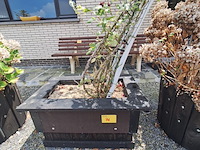 Lot 76 - bloembak met plant. 2 stuks - afbeelding 2 van  4