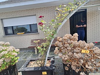 Lot 76 - bloembak met plant. 2 stuks - afbeelding 3 van  4