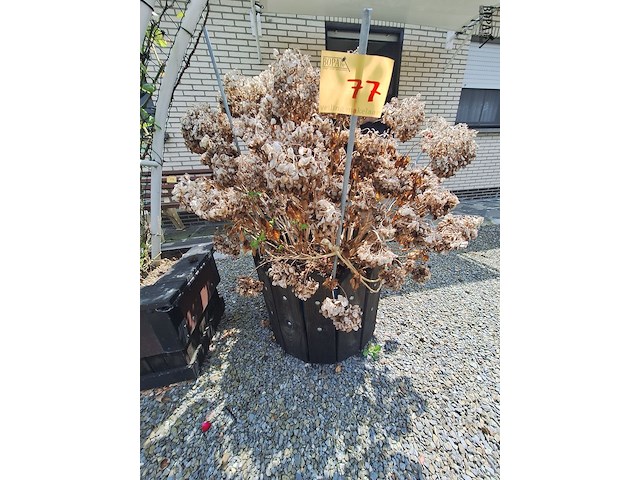 Lot 77 - bloembak met plant. 2 stuks - afbeelding 1 van  2