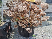 Lot 77 - bloembak met plant. 2 stuks - afbeelding 1 van  2
