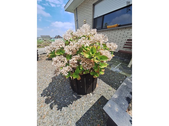 Lot 77 - bloembak met plant. 2 stuks - afbeelding 2 van  2