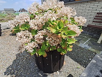 Lot 77 - bloembak met plant. 2 stuks - afbeelding 2 van  2