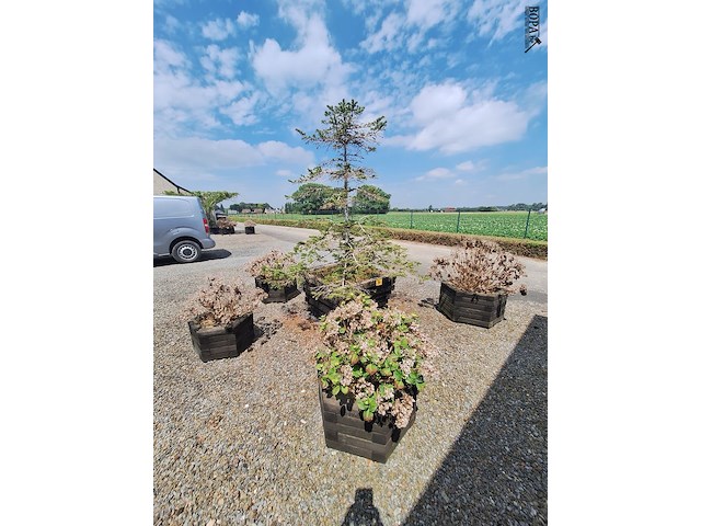 Lot 78 - bloembak met plant. 6 stuks - afbeelding 1 van  4
