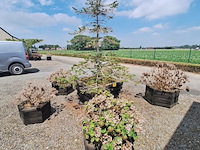 Lot 78 - bloembak met plant. 6 stuks - afbeelding 1 van  4