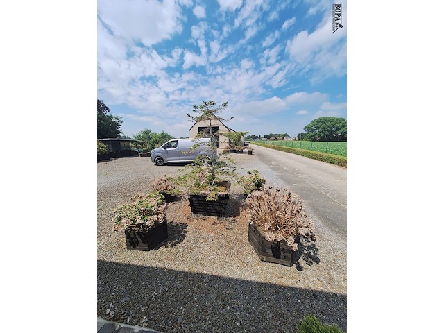 Lot 78 - bloembak met plant. 6 stuks - afbeelding 3 van  4