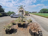 Lot 78 - bloembak met plant. 6 stuks - afbeelding 3 van  4
