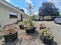 Lot 78 - bloembak met plant. 6 stuks - afbeelding 4 van  4