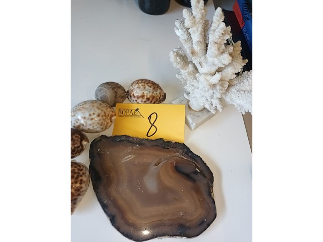 Lot 8 - koraal, agaat en schelpen. 7 stuks - afbeelding 1 van  4
