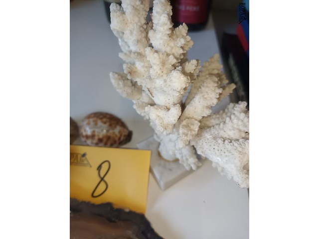 Lot 8 - koraal, agaat en schelpen. 7 stuks - afbeelding 2 van  4