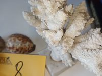 Lot 8 - koraal, agaat en schelpen. 7 stuks - afbeelding 2 van  4