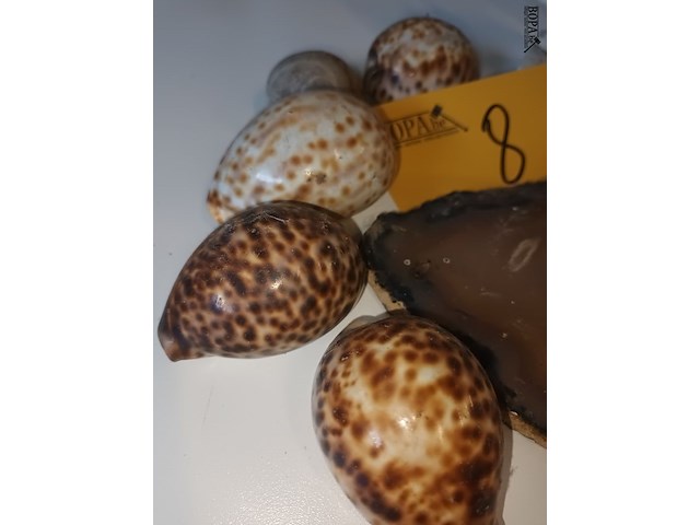 Lot 8 - koraal, agaat en schelpen. 7 stuks - afbeelding 3 van  4