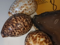 Lot 8 - koraal, agaat en schelpen. 7 stuks - afbeelding 3 van  4