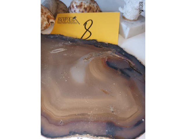 Lot 8 - koraal, agaat en schelpen. 7 stuks - afbeelding 4 van  4