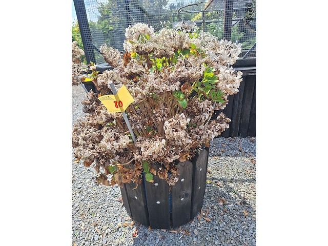 Lot 80 - bloembak met plant. 2 stuks - afbeelding 1 van  2