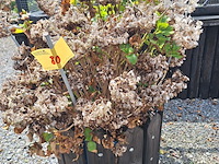 Lot 80 - bloembak met plant. 2 stuks - afbeelding 1 van  2