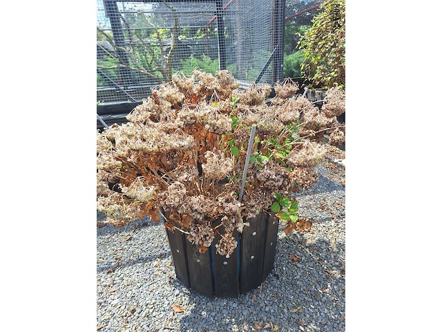Lot 80 - bloembak met plant. 2 stuks - afbeelding 2 van  2