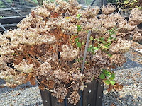 Lot 80 - bloembak met plant. 2 stuks - afbeelding 2 van  2