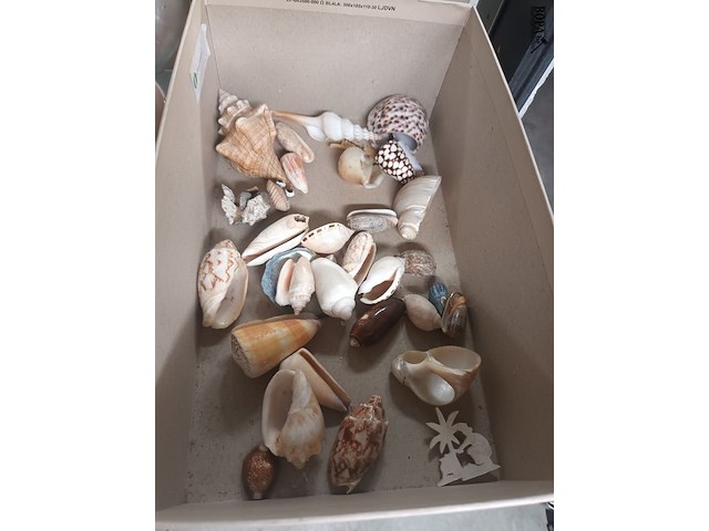 Lot 81 - schelpen - afbeelding 2 van  6