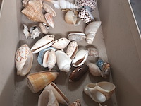 Lot 81 - schelpen - afbeelding 2 van  6