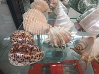 Lot 81 - schelpen - afbeelding 4 van  6