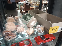 Lot 81 - schelpen - afbeelding 6 van  6