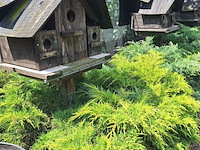Lot 81 - vogelière - afbeelding 5 van  11