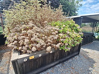 Lot 82 - bloembak met planten - afbeelding 1 van  3