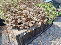 Lot 82 - bloembak met planten - afbeelding 2 van  3