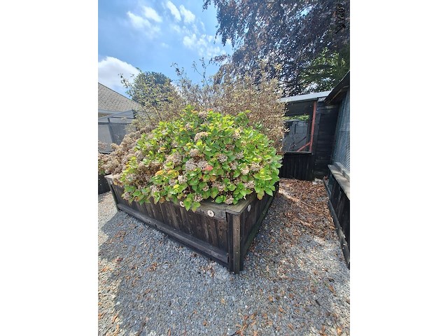 Lot 82 - bloembak met planten - afbeelding 3 van  3