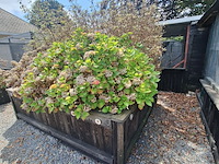 Lot 82 - bloembak met planten - afbeelding 3 van  3