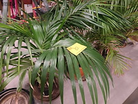 Lot 82 - planten en onderzetters - afbeelding 1 van  5