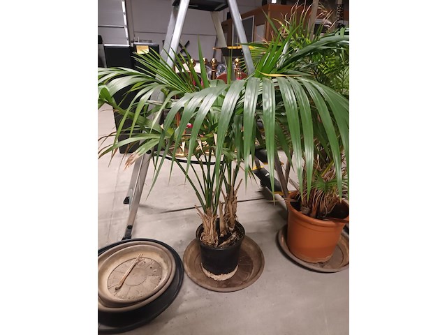 Lot 82 - planten en onderzetters - afbeelding 3 van  5