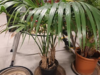 Lot 82 - planten en onderzetters - afbeelding 3 van  5