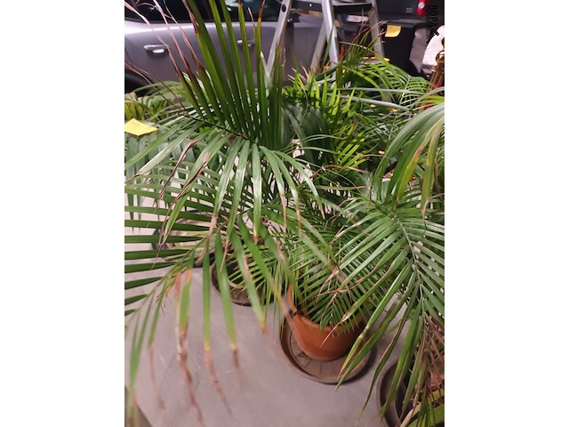 Lot 82 - planten en onderzetters - afbeelding 4 van  5