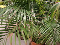 Lot 82 - planten en onderzetters - afbeelding 4 van  5